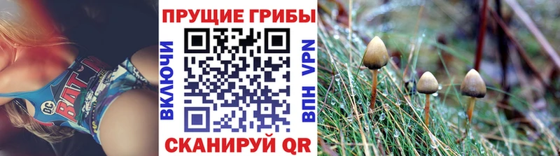 Галлюциногенные грибы Psilocybine cubensis  Приозерск 